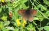 Erebia epiphron